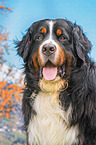 Berner Sennenhund Portrait