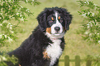 Berner Sennenhund Portrait