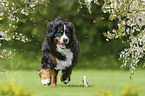 rennender Berner Sennenhund