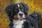 Berner Sennenhund Portrait