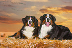 2 Berner Sennenhunde