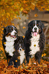 3 Berner Sennenhunde