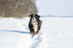 Berner Sennenhund im Winter