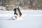 Berner Sennenhund rennt durch den Schnee