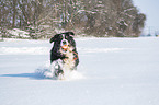Berner Sennenhund rennt durch den Schnee