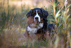 liegender Berner Sennenhund