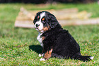 Berner Sennenhund Welpe