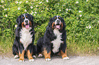 Berner Sennenhunde