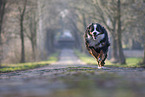 Berner Sennenhund