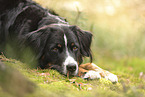 Berner Sennenhund