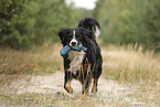 Berner Sennenhund