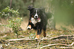 Berner Sennenhund