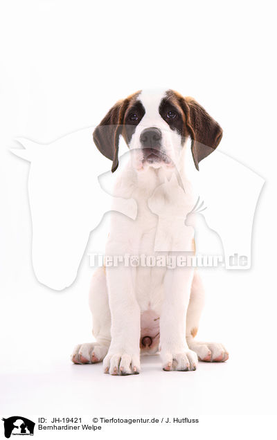 Bernhardiner Welpe / Saint Bernard puppy / JH-19421