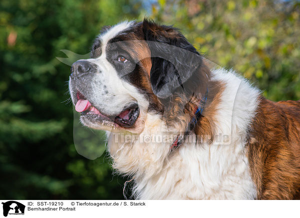 Bernhardiner Portrait / Saint Bernard Portrait / SST-19210