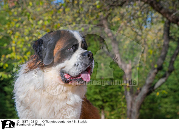 Bernhardiner Portrait / Saint Bernard Portrait / SST-19213