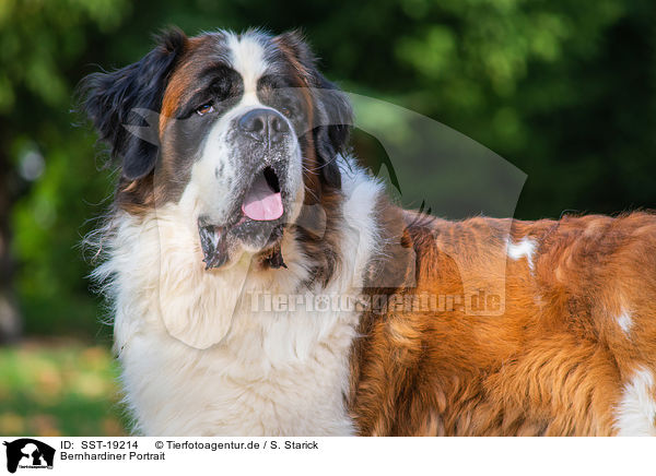 Bernhardiner Portrait / Saint Bernard Portrait / SST-19214