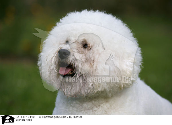 Bichon Frise / Bichon Frise / RR-18440