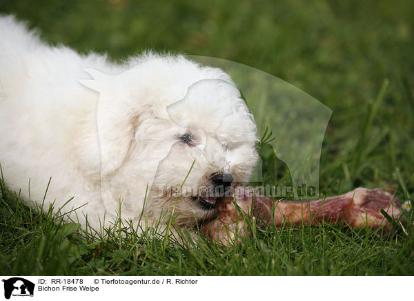 Bichon Frise Welpe / Bichon Frise Puppy / RR-18478