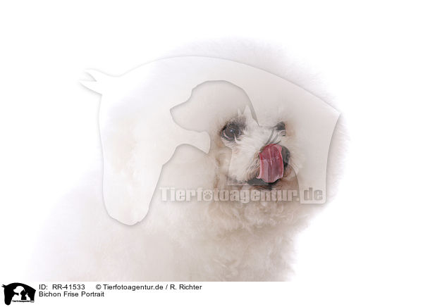 Bichon Frise Portrait / Bichon Frise Portrait / RR-41533