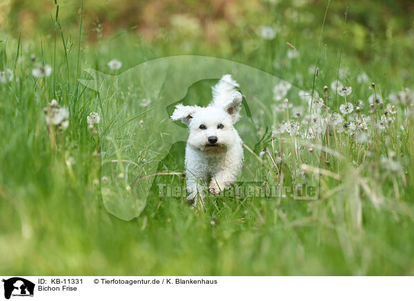 Bichon Frise / KB-11331