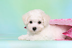 Bichon Frise Welpe