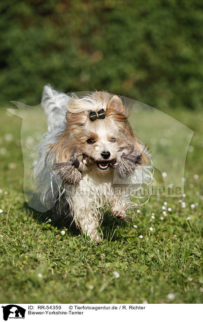 Biewer-Yorkshire-Terrier / Biewer Yorkshire Terrier / RR-54359