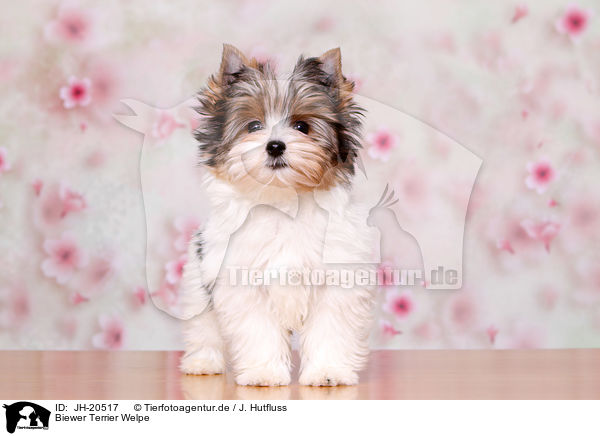 Biewer Terrier Welpe / JH-20517