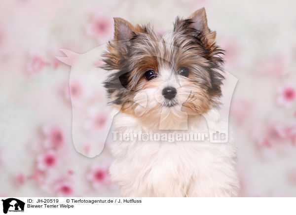 Biewer Terrier Welpe / JH-20519