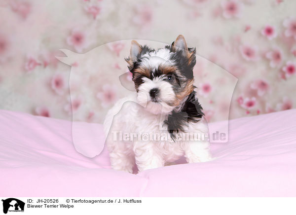 Biewer Terrier Welpe / Biewer Terrier Puppy / JH-20526