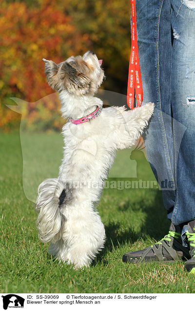 Biewer Terrier springt Mensch an / Biewer Terrier jumps at human / SS-39069