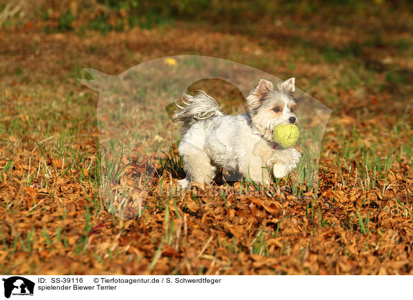 spielender Biewer Terrier / SS-39116