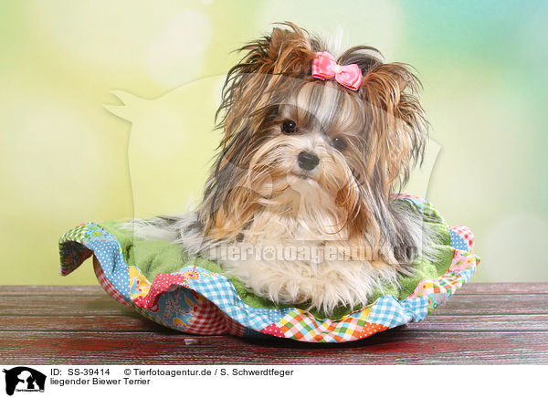 liegender Biewer Terrier / lying Biewer Terrier / SS-39414