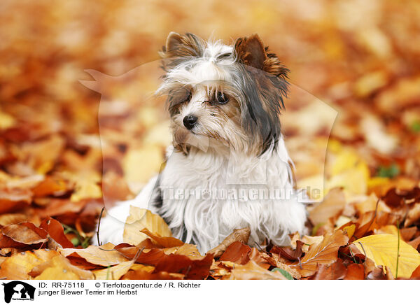 junger Biewer Terrier im Herbst / RR-75118