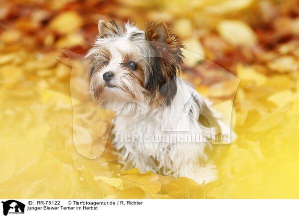 junger Biewer Terrier im Herbst / RR-75122