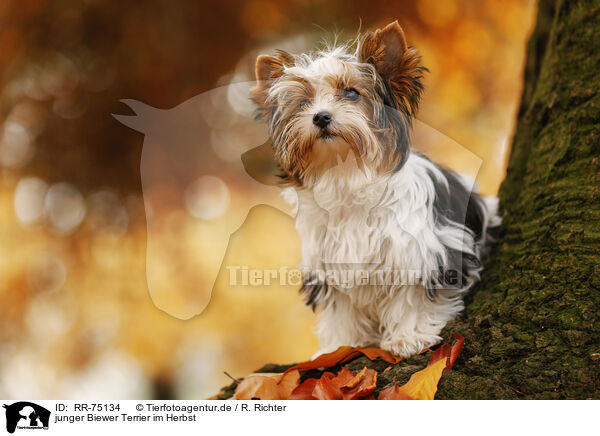 junger Biewer Terrier im Herbst / RR-75134