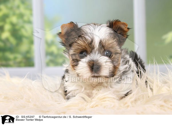 Biewer Terrier Welpe / Biewer Terrier Puppy / SS-45297