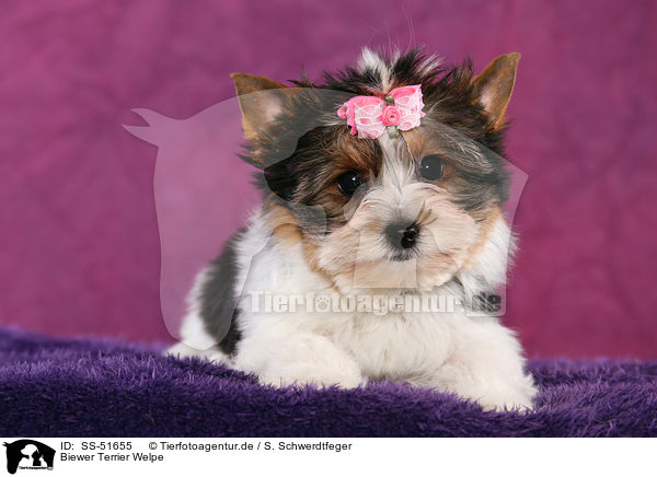 Biewer Terrier Welpe / SS-51655