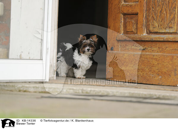 Biewer Terrier / Biewer Terrier / KB-14336