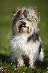 sitzender Biewer Terrier