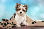 sitzender Biewer Terrier Welpe