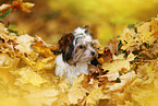 junger Biewer Terrier im Herbst