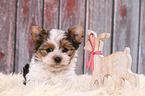 Biewer Terrier Welpe