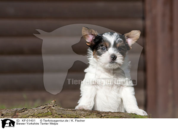 Biewer Yorkshire Terrier Welpe / KF-01401