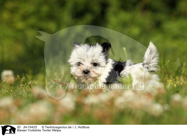 Biewer Yorkshire Terrier Welpe / Biewer Yorkshire Terrier puppy / JH-19425