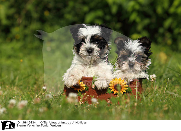 Biewer Yorkshire Terrier Welpen / Biewer Yorkshire Terrier puppies / JH-19434