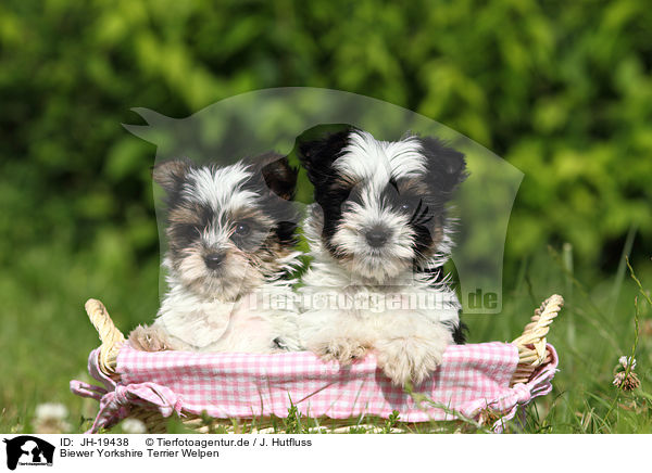 Biewer Yorkshire Terrier Welpen / Biewer Yorkshire Terrier puppies / JH-19438
