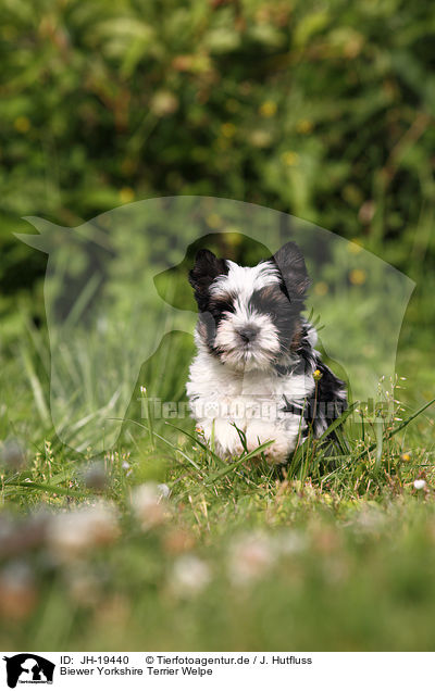 Biewer Yorkshire Terrier Welpe / Biewer Yorkshire Terrier puppy / JH-19440