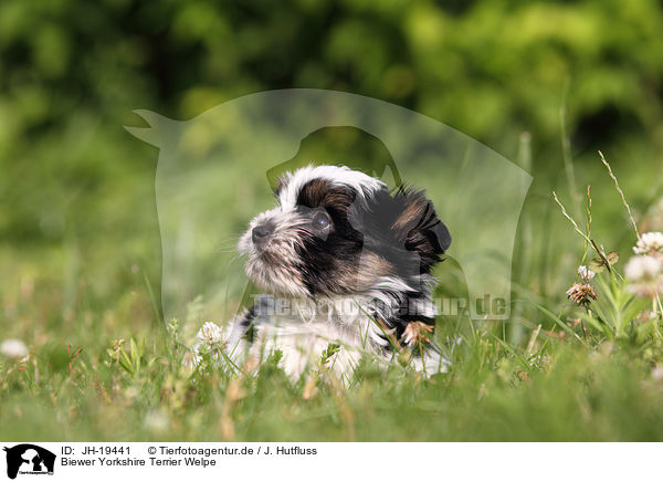 Biewer Yorkshire Terrier Welpe / Biewer Yorkshire Terrier puppy / JH-19441