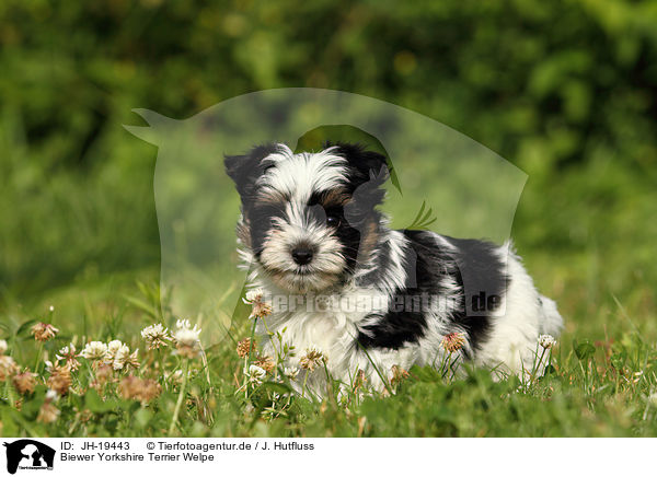 Biewer Yorkshire Terrier Welpe / Biewer Yorkshire Terrier puppy / JH-19443