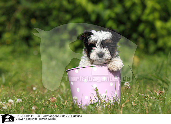 Biewer Yorkshire Terrier Welpe / Biewer Yorkshire Terrier puppy / JH-19444